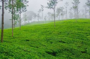 10 Honeymoon Destinations in India Tripazzi