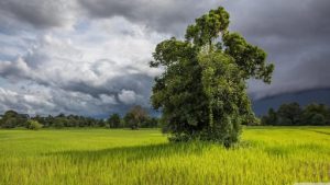 laos Tripazzi